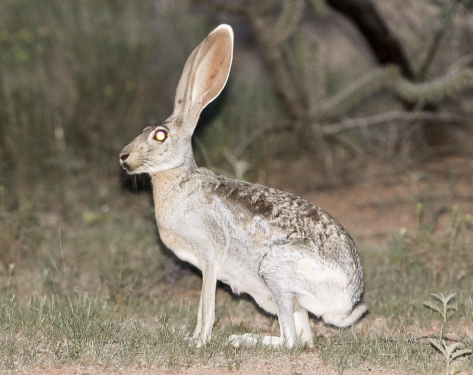  p>羚羊兔(学名: i>lepus alleni /i>)是兔科,兔属动物.