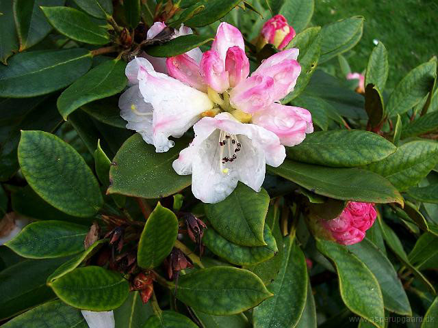  p>金顶杜鹃(学名: i>rhododendron faberi /i> hemsl.