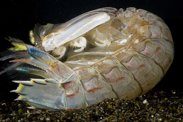 亲虾蛄培育技术