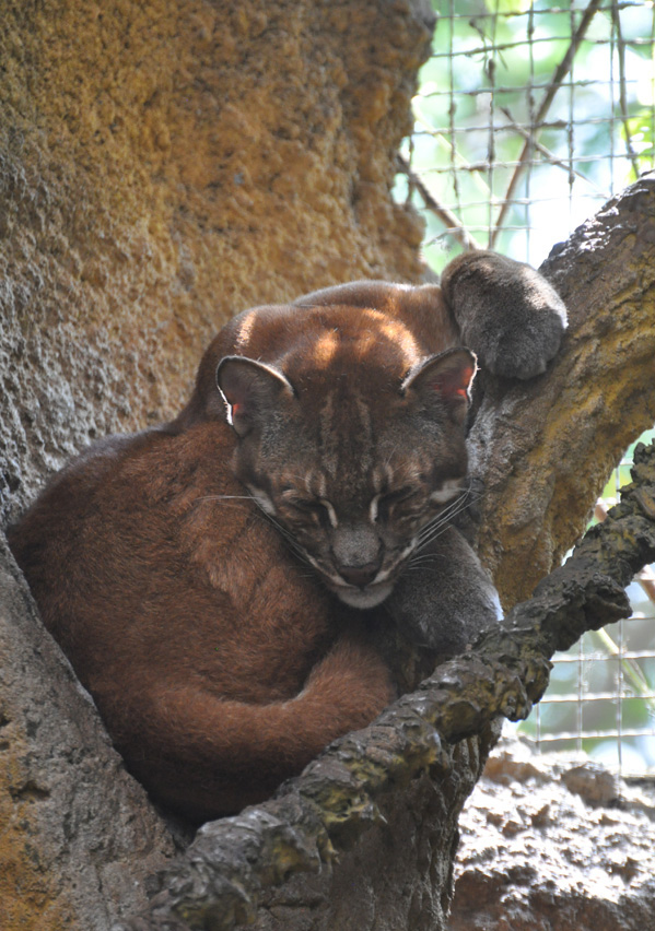  p>亚洲金猫(学名: i>catopuma temminckii /i>):是猫科,金猫属动物.