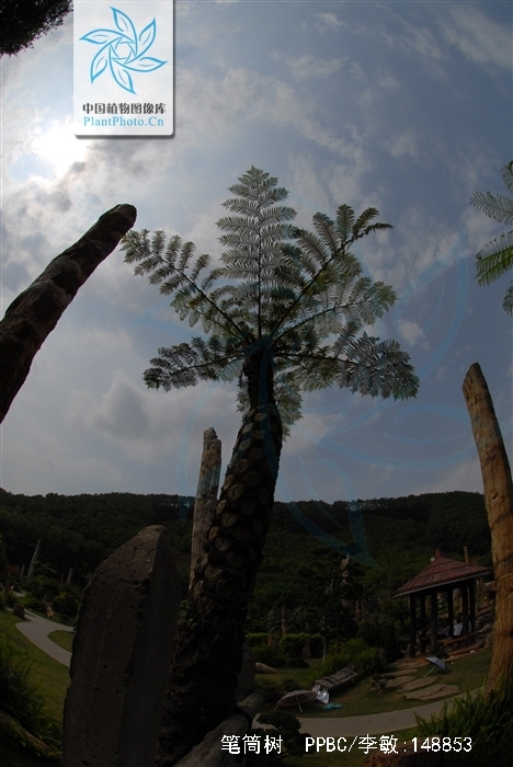  p>笔筒树(学名: i>sphaeropteris lepifera  /i>(hook.) r. m.