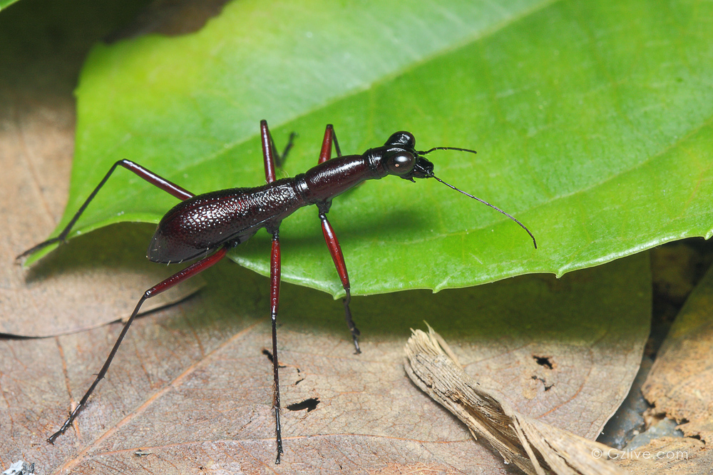  p>光端缺翅虎甲(tricondyla macrodera chaudoir), a target="_blank