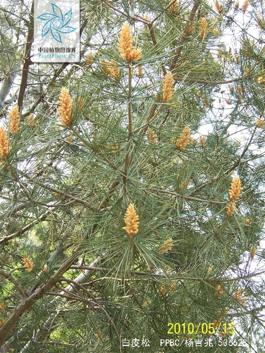 pinus bungeana zucc. ex endl.