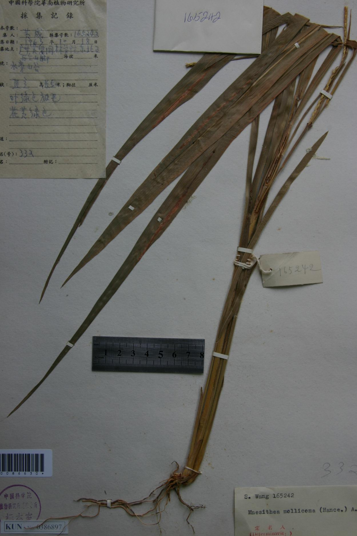  p>毛俭草属是禾本科,高粱族, a target="_blank" href="/item/筒轴茅