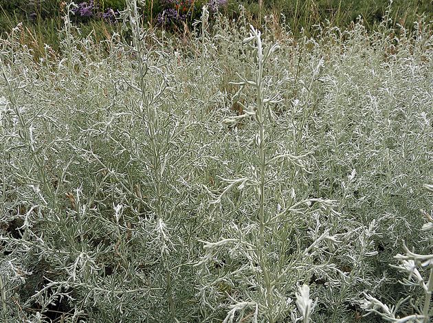  p>博洛塔绢蒿(学名: i>seriphidium borotalense /i> (poljak.