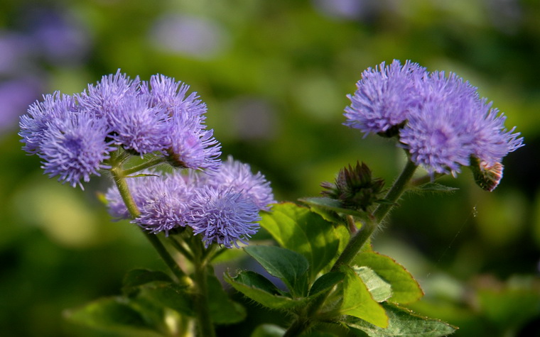  p>紫花藿香蓟原产 a href="#" data-lemmaid="200267">美洲 /a>热带