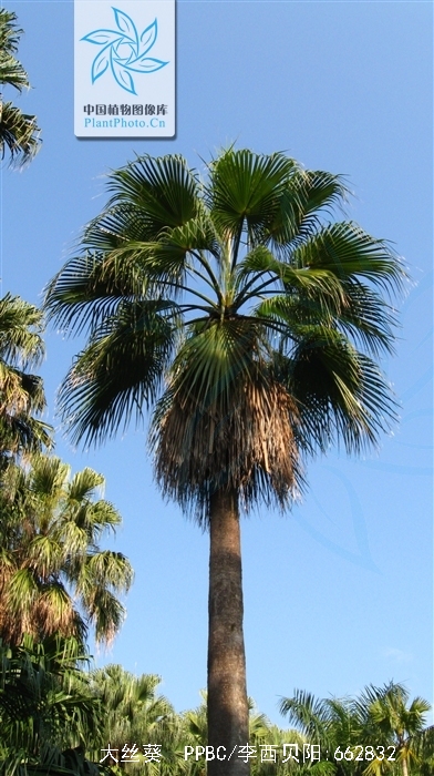  p>大丝葵(学名: i>washingtonia robusta /i> h. wendl.