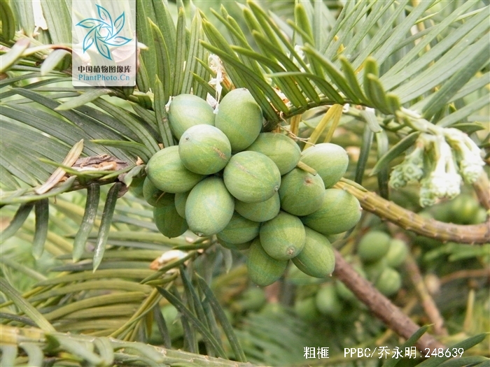  p>粗榧(学名: i>cephalotaxus sinensis /i> (rehd. et wils.