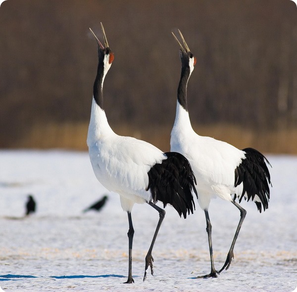  p>丹顶鹤(学名: i>grus japonensis /i>):是 a target="_blank" href