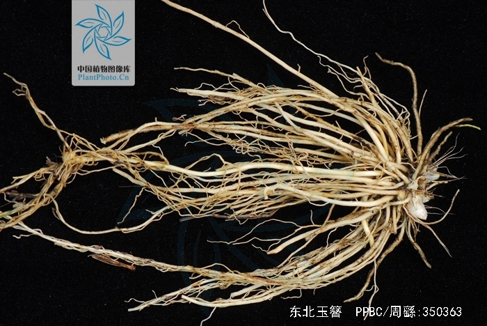  p>东北玉簪(学名: i>hosta ensata /i> f.