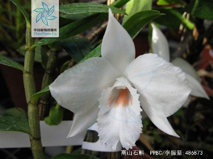  p>高山石斛(学名: i>dendrobium infundibulum /i>  lindl.