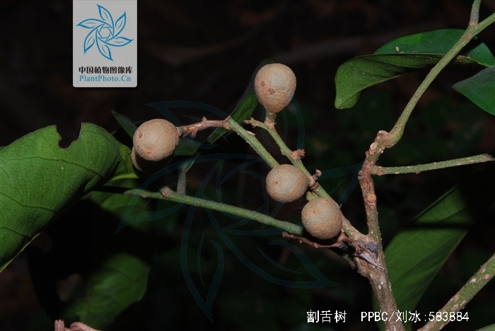 hort.)是楝科割舌树属植物.乔木,高可达15米;枝褐色,无毛.