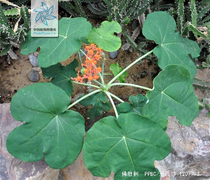  p>佛肚树(学名: i>jatropha podagrica /i> hook.
