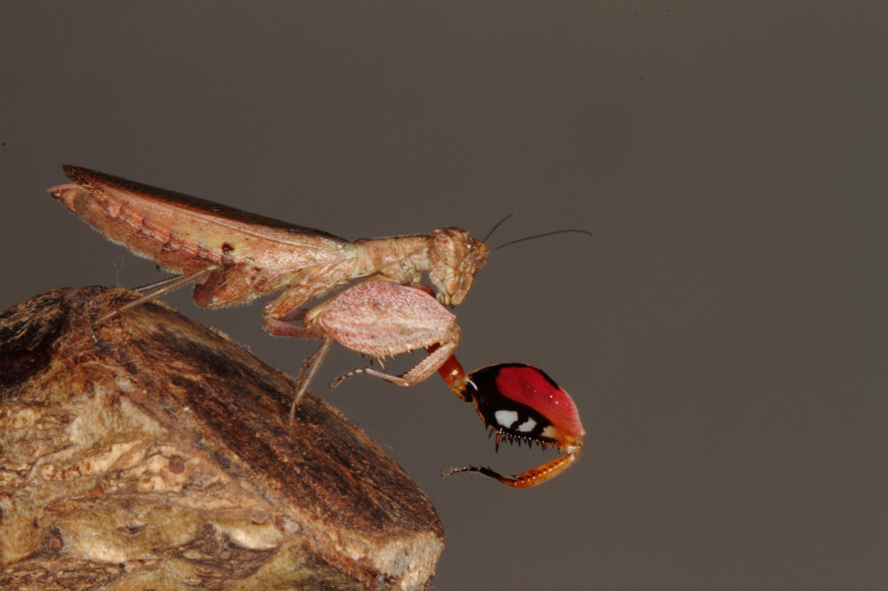  p>印度拳击螳螂,属于动物界,节肢动物门昆虫纲螳目 /p>