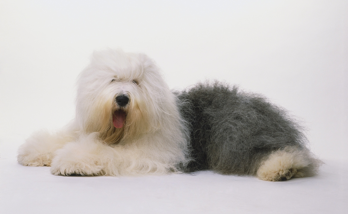  p>英国古代牧羊犬是很好的 a href="#" data-lemmaid="5220098">玩赏