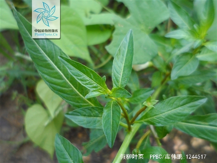  p> a href="#" data-lemmaid="7018313">假柳叶菜 /a>(学名:ludwigia