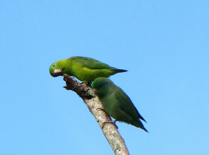  p>眼镜鹦哥(学名:forpus conspicillatus)是一种小鹦鹉,体羽主要是