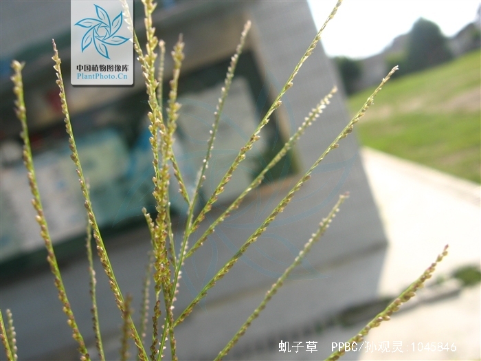  p>虮子草是禾本科的一类植物.一年生草木.秆较细弱,高30-60厘米.
