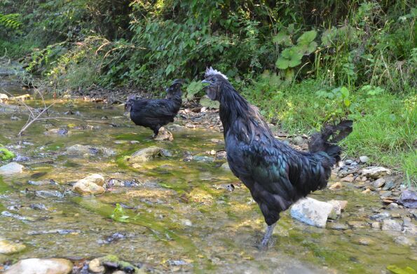 略阳乌鸡,<a target="