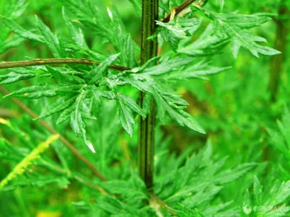 矮豚草