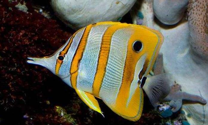 parachaetodon ocellatus