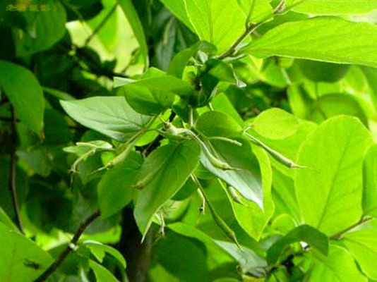  p>浙江安息香(学名: i>styrax zhejiangensis /i> s. m. hwang et l.