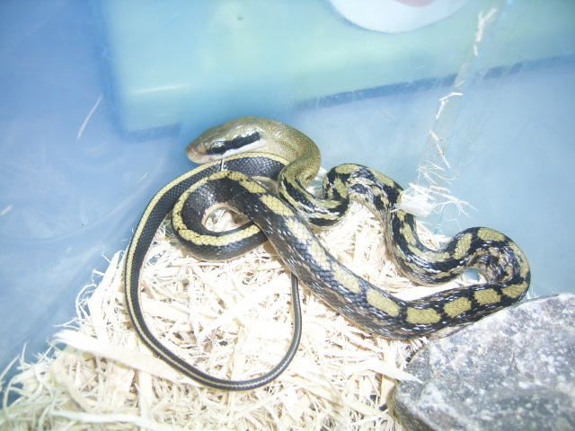 黑眉锦蛇指名亚种