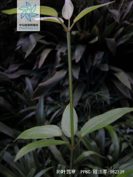  p>卵叶茜草(学名:rubia ovatifolia z. y.