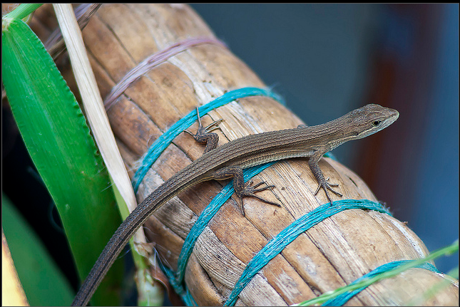  p>黑龙江草蜥(学名: i>takydromus amurensis /i>),为蜥蜴科,草蜥属