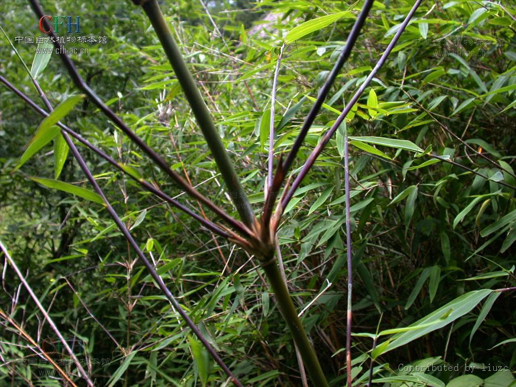  p>箭竹(fargesia spathacea franch)是禾本科,箭竹属竹类植物.