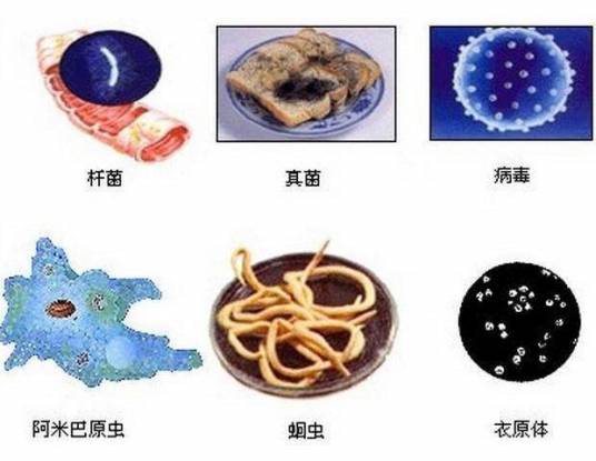 病原微生物_百度百科