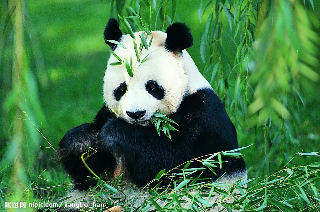  p>熊猫,是世界上最珍贵的动物之一,数量十分稀少,属于国家一级保护