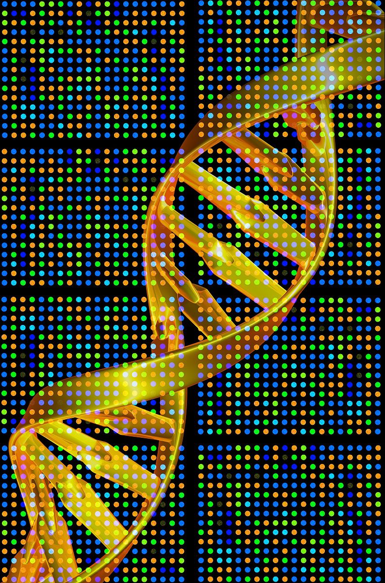 比类似的dna寡聚物有着更高的亲和性,而且pna很稳定,对提高基因芯片