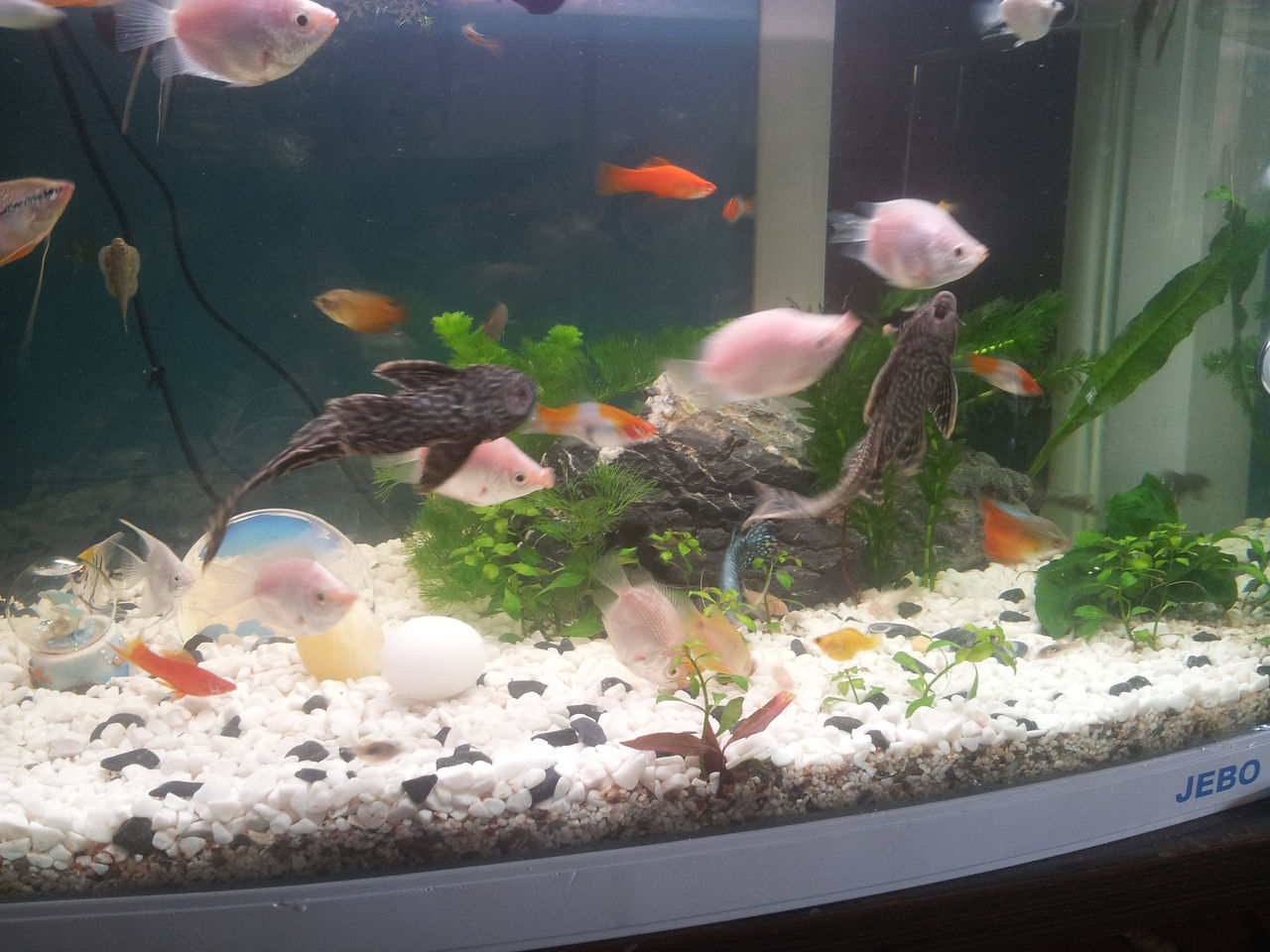  p data-id="gnc0n0d63x">清缸夫,鱼的一个种类,原产地为 a target="