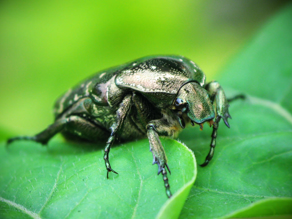 ">鞘翅目 /a>, a href="#" data-lemmaid="5468819">鳃金龟科 /a>