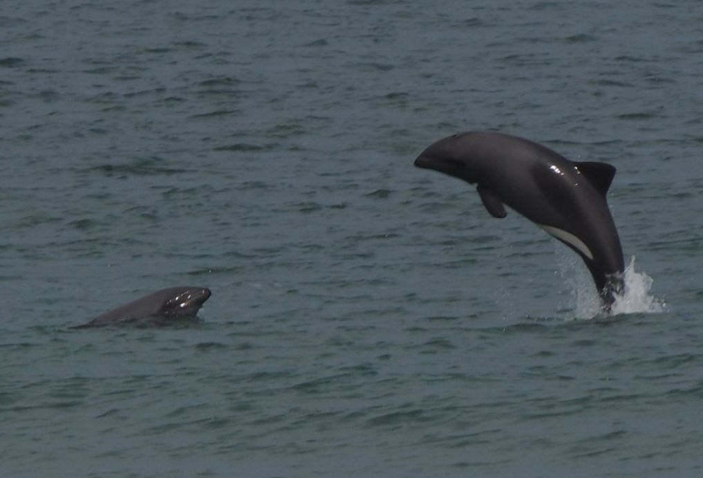 赫氏海豚