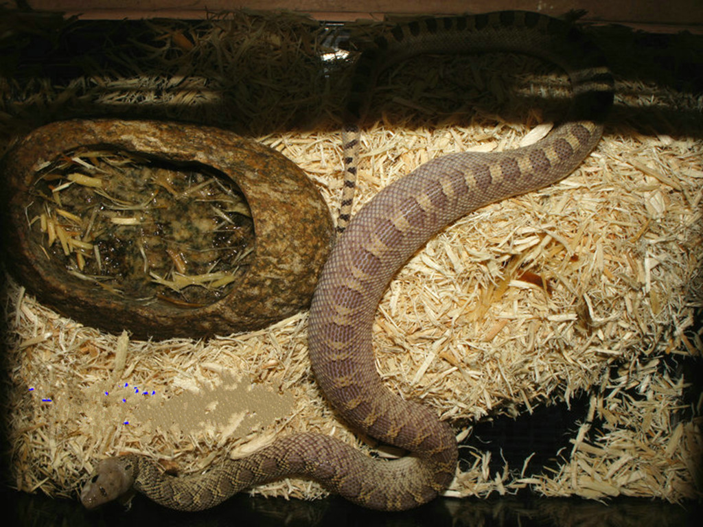  p>白尾双足蜥,双足蜥科双足蜥属物种,形似蚯蚓,通身被以覆瓦状排列的