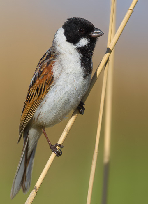 芦鹀高加索亚种