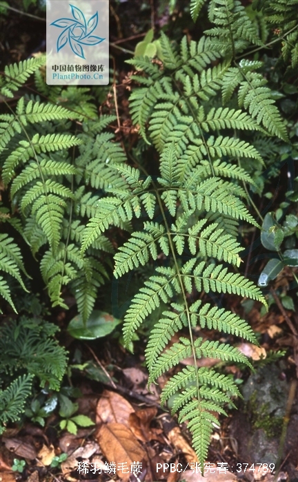 dryopteris sparsa