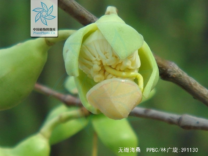  p>无瓣海桑(学名: i>sonneratia apetala /i>  buch.-ham. a>.