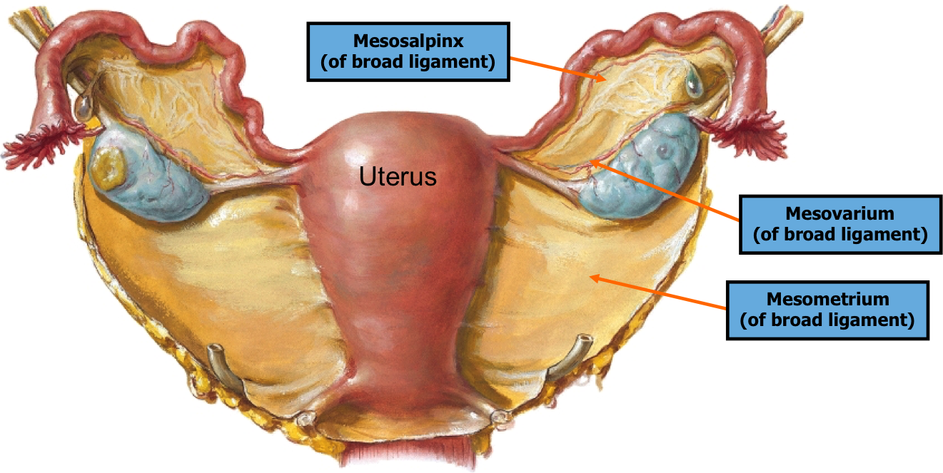  p>子宫阔韧带:解剖名.子宫韧带之一.