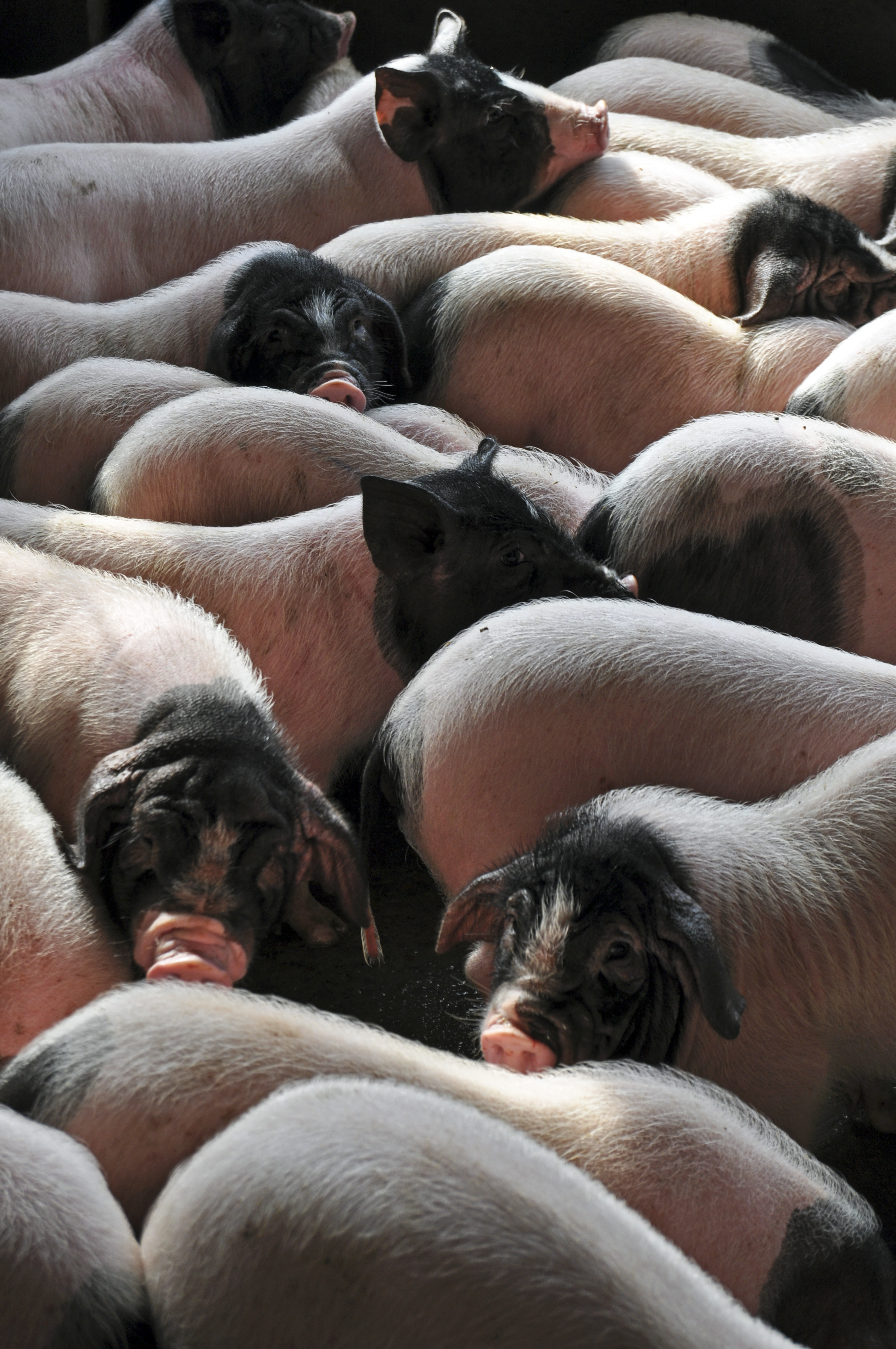  p>舜皇山土猪, a target="_blank" href="/ite