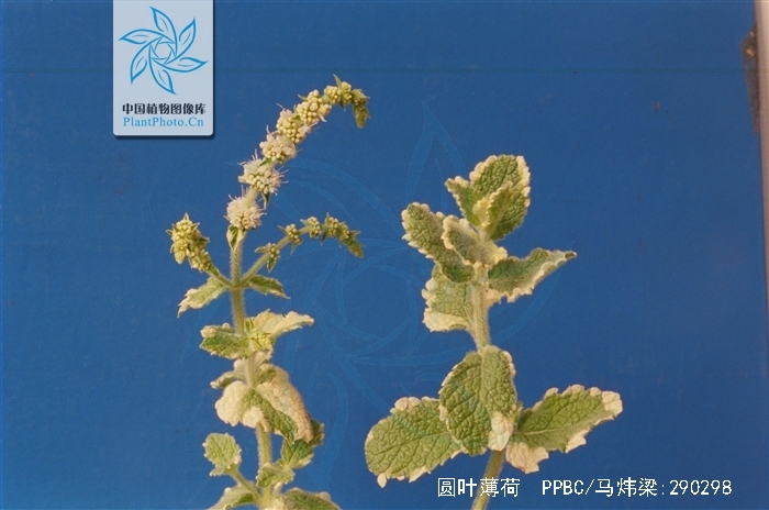 留兰香圆叶薄荷