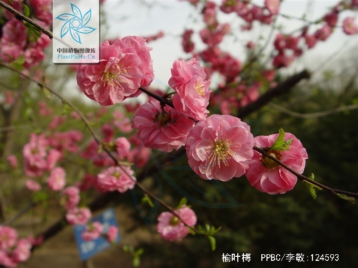  p>榆叶梅(学名:amygdalus triloba),又叫小桃红,因其叶片像榆树叶