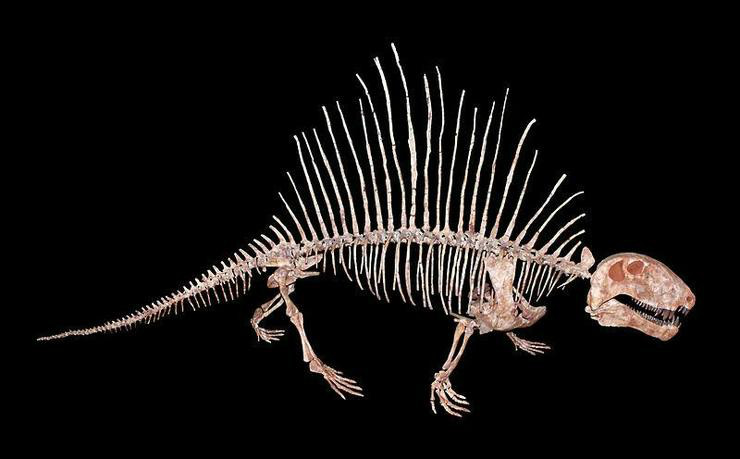 dimetrodon