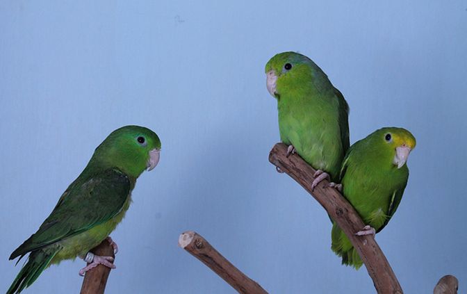  p>太平洋鹦哥(学名: i>forpus coelestis /i>)是一种小鹦鹉,体羽主要