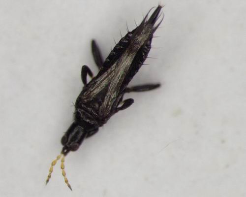  p>昆虫名,为缨翅目(thysanoptera),蓟马科.