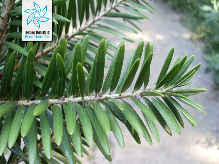 fu):是松科油杉属 a target="_blank" href="/item/乔木/33239" data