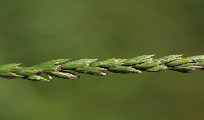  /b>(学名: b> i>leymus angustus /i> /b>)为禾本科赖草属下的一个种