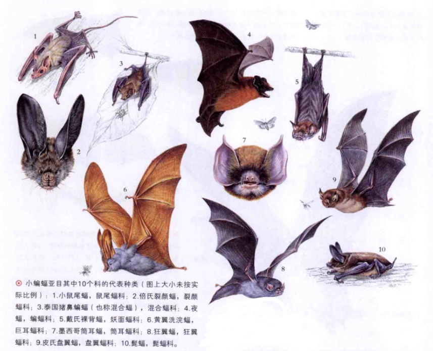  p>蝙蝠(学名:chiroptera)是 a target="_blank" href="/item/脊索